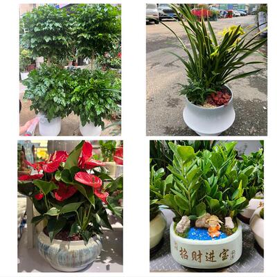 开业乔迁绿植发财树绿萝呼伦贝尔牙克石扎兰屯根河市同城花店配送