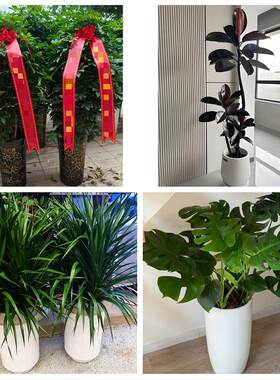 北京石景山古城苹果园金顶街花卉店同城配送开业绿植发财树幸福树