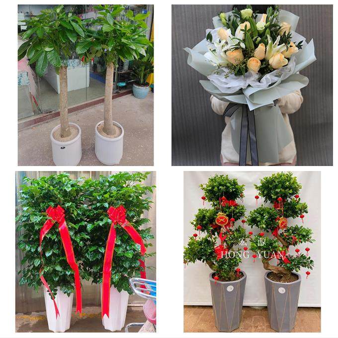 锦州市黑山县义县凌海北镇市同城花店送开业乔迁绿植发财树幸福树