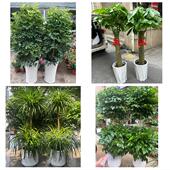 开业乔迁绿植发财树绿萝送安庆市怀宁县潜山县太湖县同城花店配送