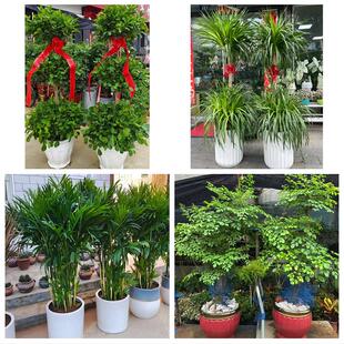 北京海淀区中关村海淀青龙桥花卉店同城配送开业绿植发财树幸福树
