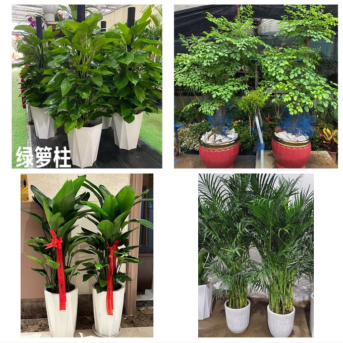送昆明市宜良县石林县嵩明县花卉店同城配送开业绿植发财树幸福树