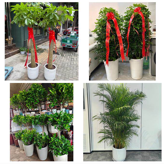 送晋中市平遥县灵石县介休市同城绿植店送发财树幸福树开业入新居