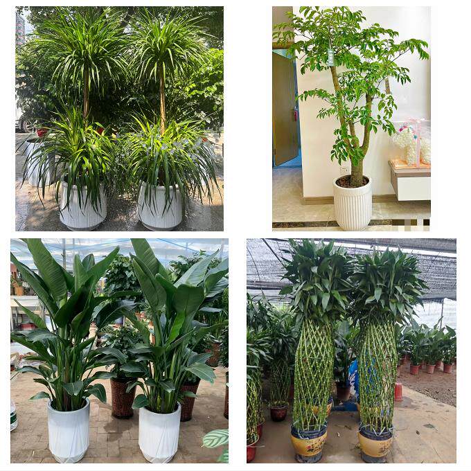 开业乔迁绿植发财树绿萝廊坊市安次广阳区固安永清县同城花店配送