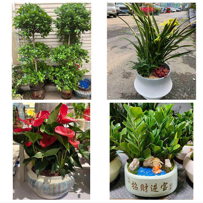 开业乔迁绿植发财树绿萝送开封市通许县尉氏县兰考县同城花店配送