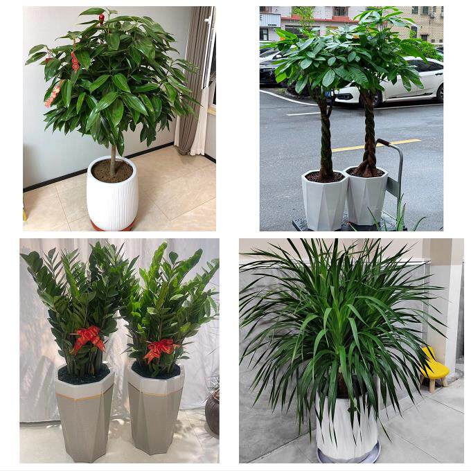 开业乔迁绿植发财树绿萝送泰州市海陵区高港区兴化市同城花店配送