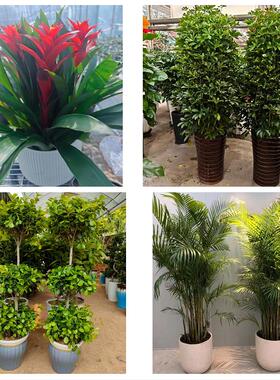 北京朝阳三里屯左家庄香河园同城绿植花店公司开业送发财树金钱树