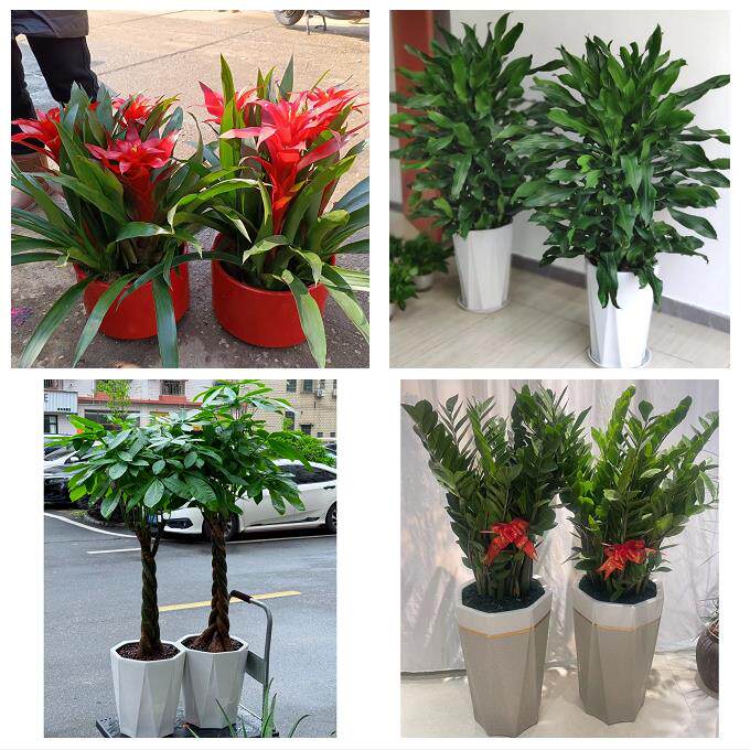 开业乔迁绿植发财树绿萝衡阳市衡东祁东县耒阳常宁市同城花店配送