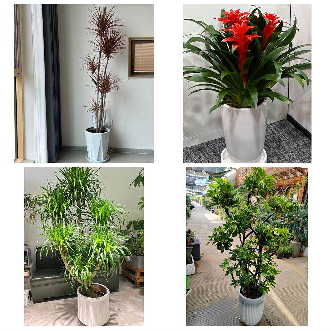 开业乔迁绿植发财树绿萝北京市顺义区胜利光明仁和街同城花店配送