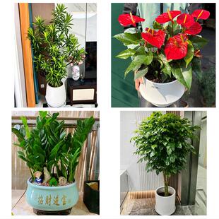 烟台市芝罘福山区牟平莱山区同城绿植花店公司开业送发财树金钱树