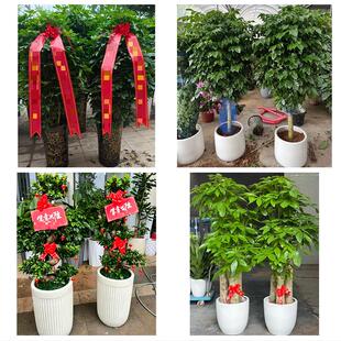 北京市东城东花龙潭体育馆路花卉店同城配送开业绿植发财树幸福树