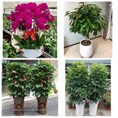 开业乔迁绿植发财树绿萝北京石景山古城苹果园金顶街同城花店配送