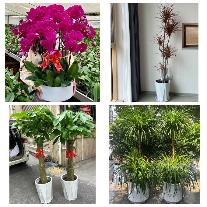 开业乔迁绿植发财树绿萝送无锡市新吴区江阴市宜兴市同城花店配送