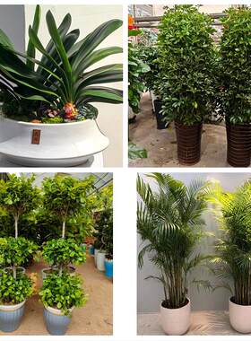北京市顺义区胜利光明仁和街同城绿植花店公司开业送发财树金钱树