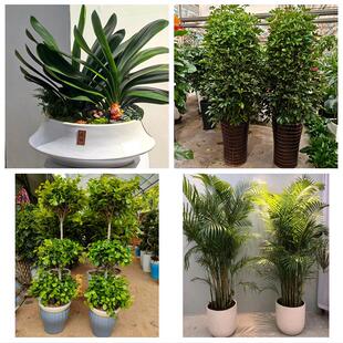 北京市顺义区胜利光明仁和街同城绿植花店公司开业送发财树金钱树