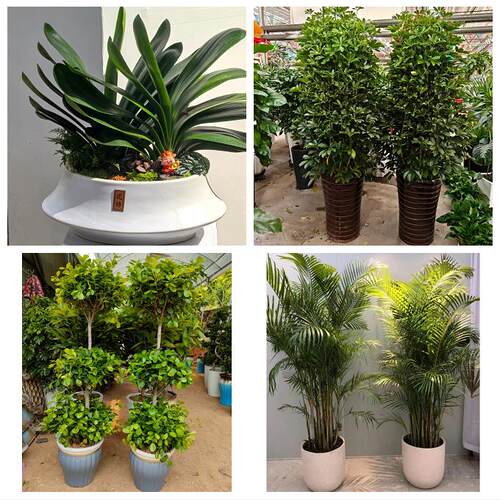 北京市顺义区胜利光明仁和街同城绿植花店公司开业送发财树金钱树