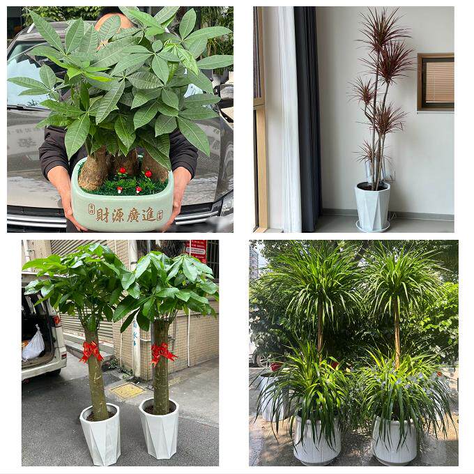 开业乔迁绿植发财树绿萝深圳龙岗区布吉坂田南湾平湖同城花店配送