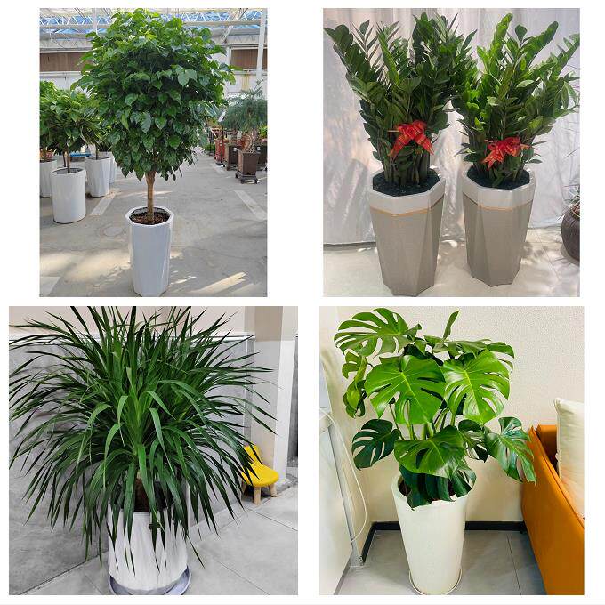 开业乔迁绿植发财树绿萝毕节七星关区大方黔西金沙县同城花店配送