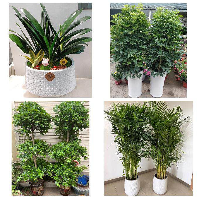 开业乔迁绿植发财树绿萝永州市东安双牌县道县江永县同城花店配送
