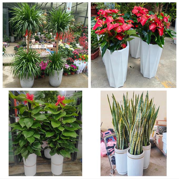 送晋中市平遥县灵石县介休市同城绿植花店公司开业送发财树金钱树
