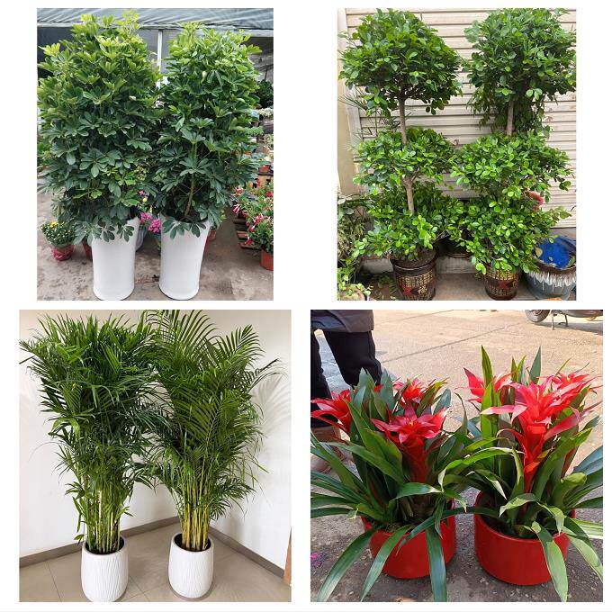 开业乔迁绿植发财树绿萝六安市霍邱县舒城金寨霍山县同城花店配送