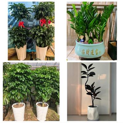 上海市静安区共和新路大宁路同城花店送开业乔迁绿植发财树幸福树