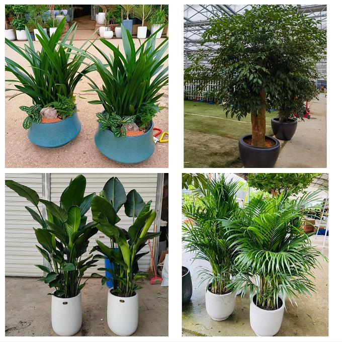 天津滨海新区宁河静海蓟州区同城花卉绿植店朋友开业送平安发财树