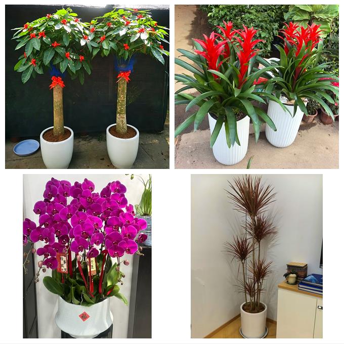 抚顺市新抚东洲望花顺城区县绿植店同城配送公司开业发财树绿萝柱