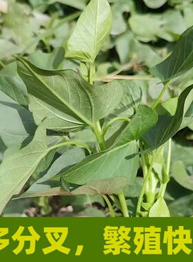 广东发货专吃叶子红薯苗地瓜苗红薯叶种福薯吃叶番薯叶可种易管理