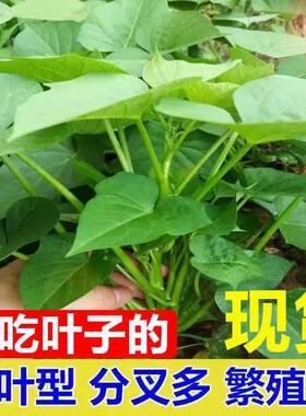 红薯叶种苗 福薯18号 新鲜 地瓜叶 番薯叶种苗种子老茎