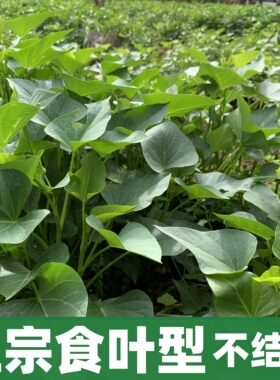 广东发货专吃叶子红薯苗地瓜苗红薯叶种苗番薯叶可种易管理