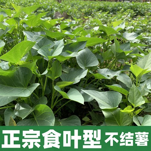广东发货专吃叶子红薯苗地瓜苗红薯叶种苗番薯叶可种易管理