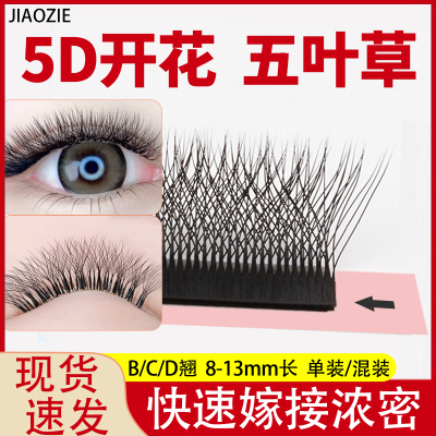 五叶草睫毛嫁接三叶草浓密不散根