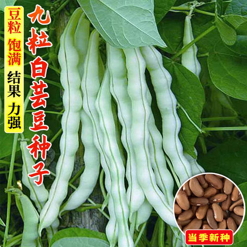 特级九粒白芸豆种子白不老摘不败
