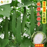 Семена ароматной люфы, люфы водяной, люфы восьмигранной, семян люфы восьмиугольной, цветочных пятен, весенних, летних и осенних семян овощей.