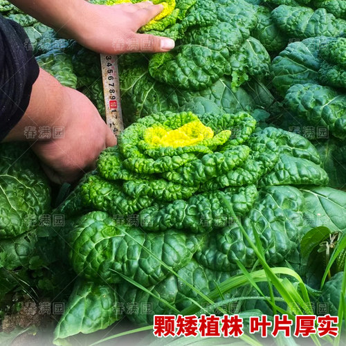 黄心乌塌菜种籽雪里金花青菜卷心菜种孑秋冬耐寒白菜黑菜蔬菜种子