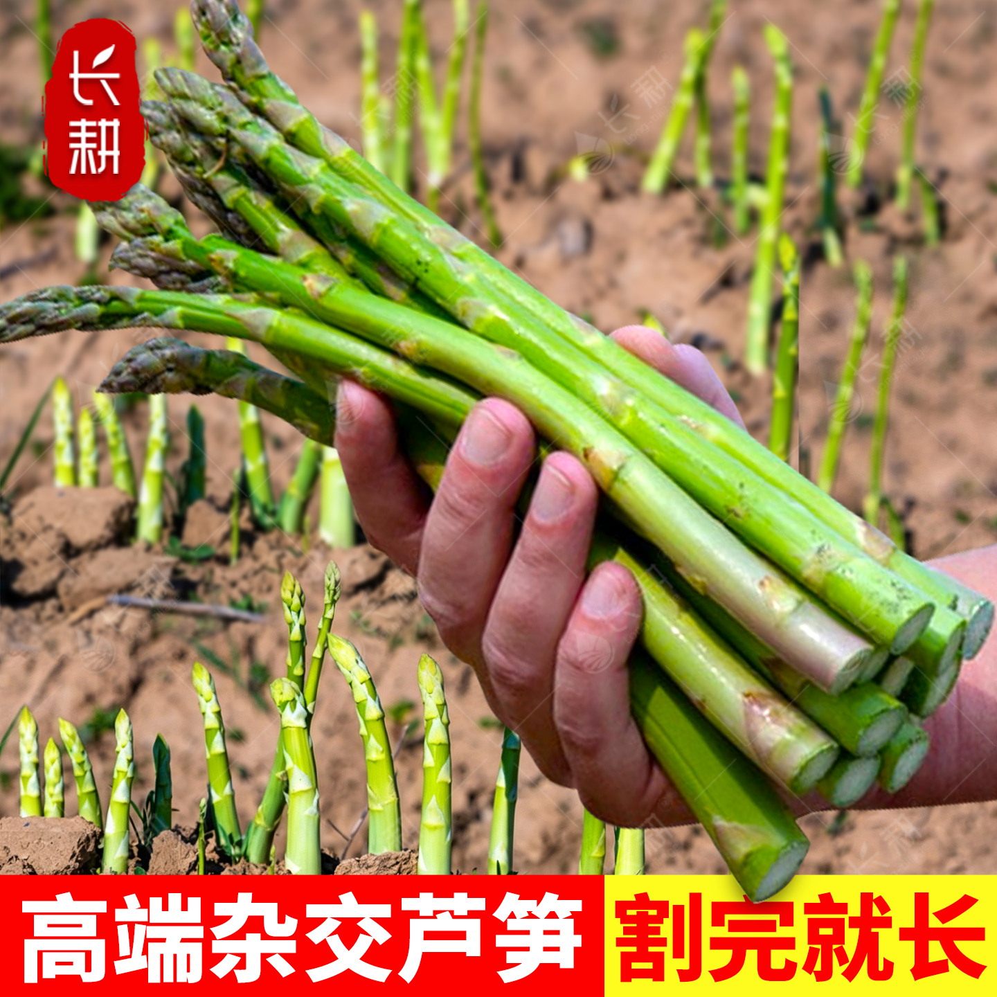 杂交芦笋种子高端芦笋种籽春秋四季盆栽多年生绿白芦笋根蔬菜种孑