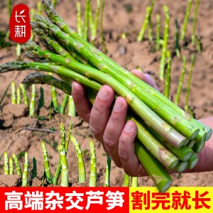 杂交芦笋种子高端芦笋种籽春秋四季盆栽多年生绿白芦笋根蔬菜种孑