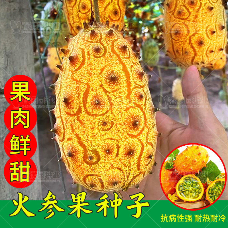 火参果种子非洲蜜瓜刺角瓜海参果种籽春夏秋四季盆栽易种水果种孑