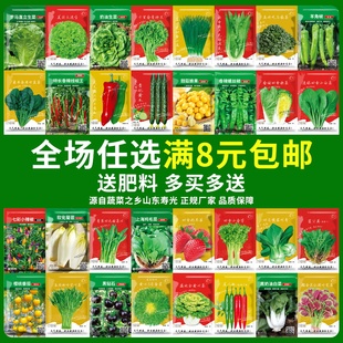 四季蔬菜种子适合秋播种植青菜生菜香菜菠菜萝卜阳台菜籽种孑大全