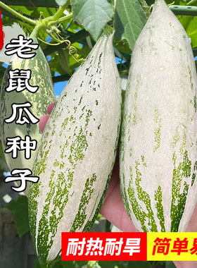 变色老鼠瓜种子观赏食用菜瓜种籽春夏秋四季阳台盆栽苦瓜蔬菜种孑