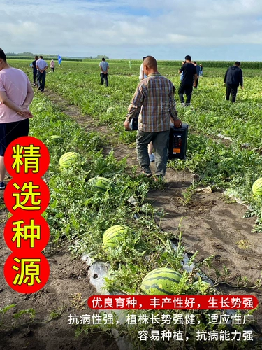 Семена арбуза Lazy Man Sweet King 8424, семена Кирина, саженцы, очень большие, высокоурожайные, бессемянные, гигантские, южные, четырехсезонные, семена фруктов