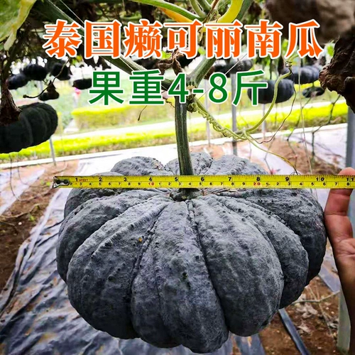 Импорт Таиланда 南 Семена тыквы кокока уродливое порошок семян дыни сладкая клейкая весна осень четыре сезона.