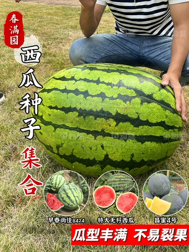 Семена арбуза Lazy Man Sweet King 8424, семена Кирина, саженцы, очень большие, высокоурожайные, бессемянные, гигантские, южные, четырехсезонные, семена фруктов