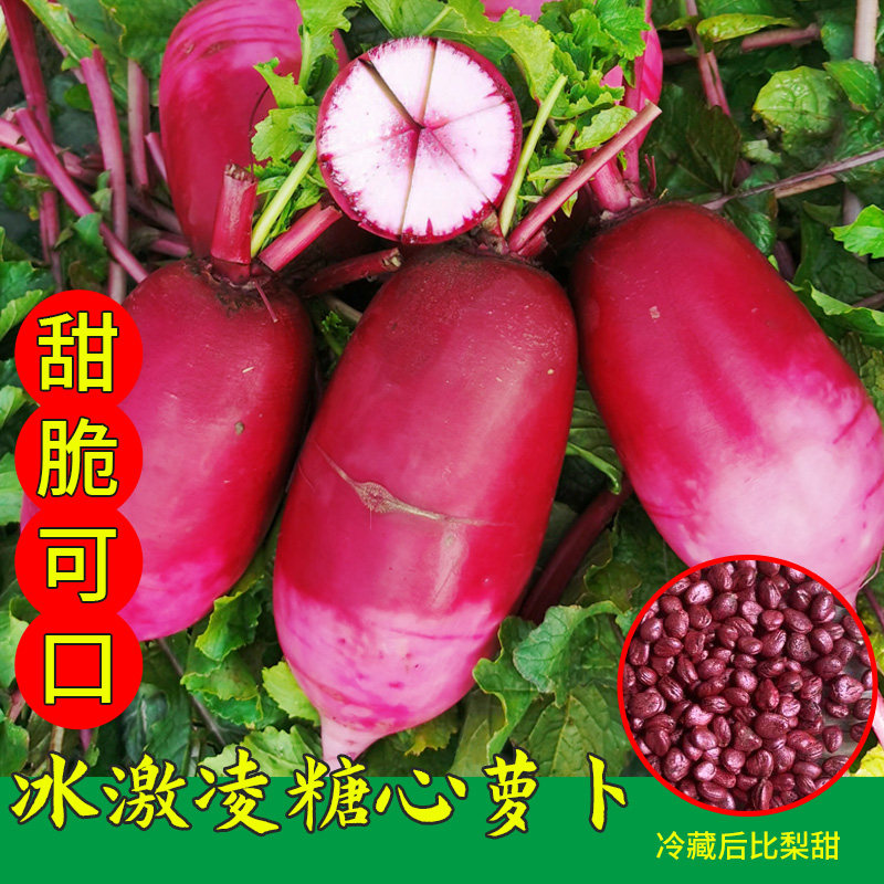 冰淇淋紫心水果萝卜种籽春季四季高糖萝卜种子冰激凌萝卜种籽大全