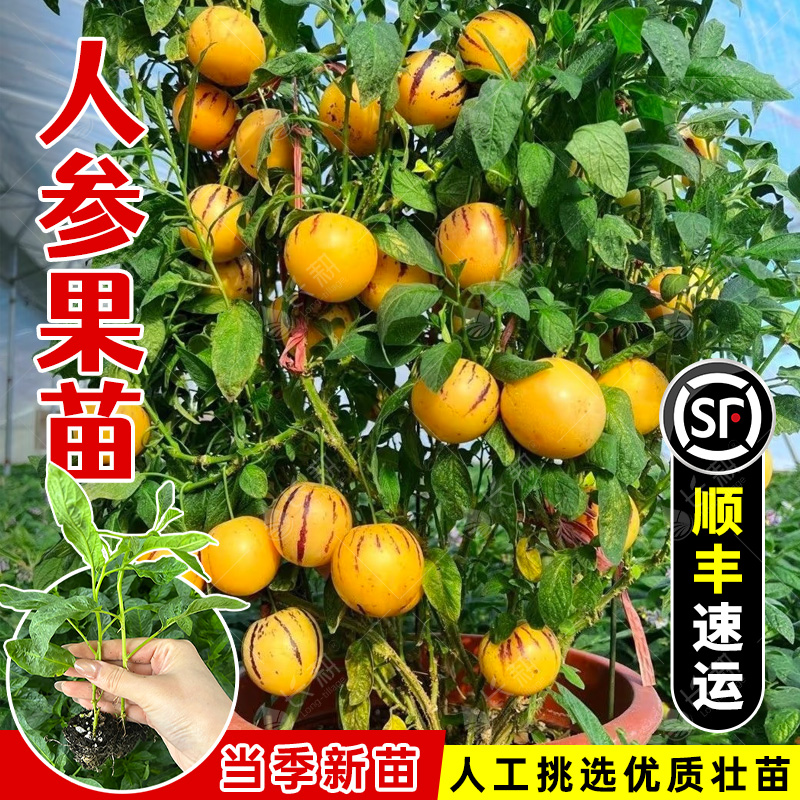 奶香人参果秧苗子人叁果苗籽春夏秋四季阳台盆栽南方树苗水果苗孑