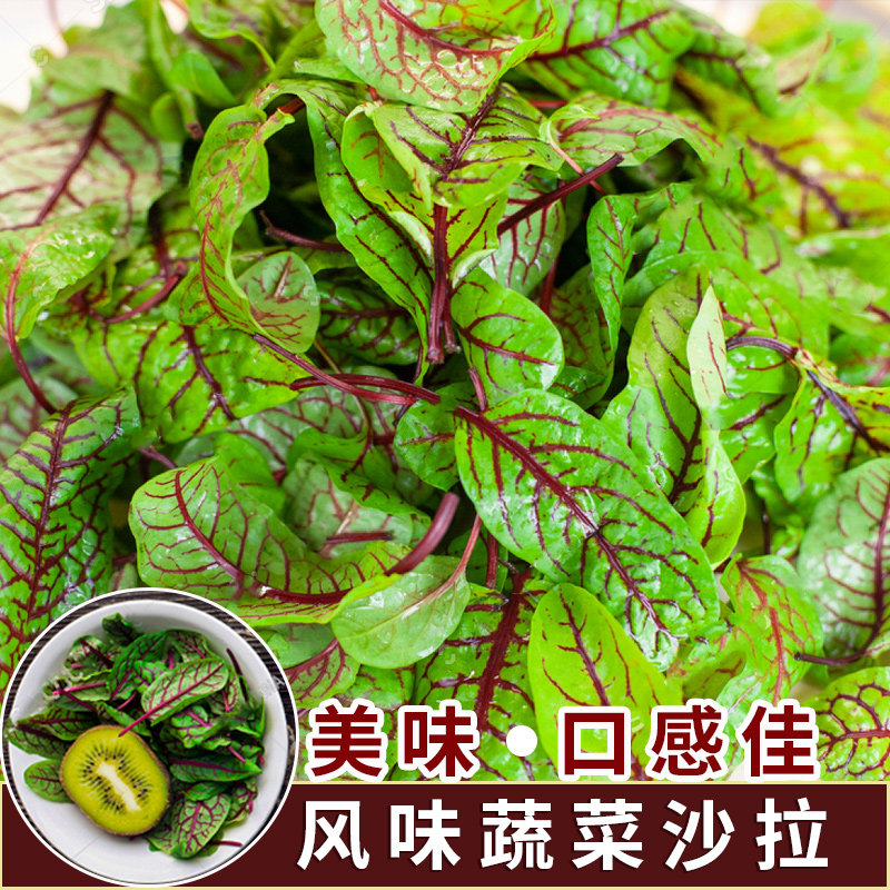 红脉酸模种子西餐摆盘点缀沙拉蔬菜春秋四季酸膜叶香草菜特菜种籽