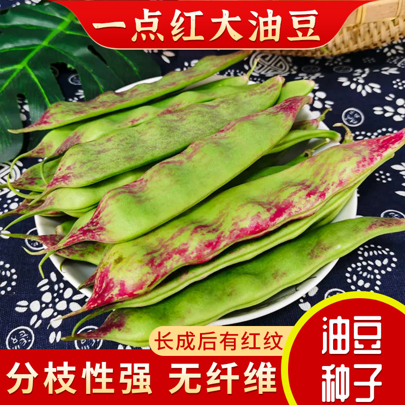 中早熟四季高产种孑油豆图片