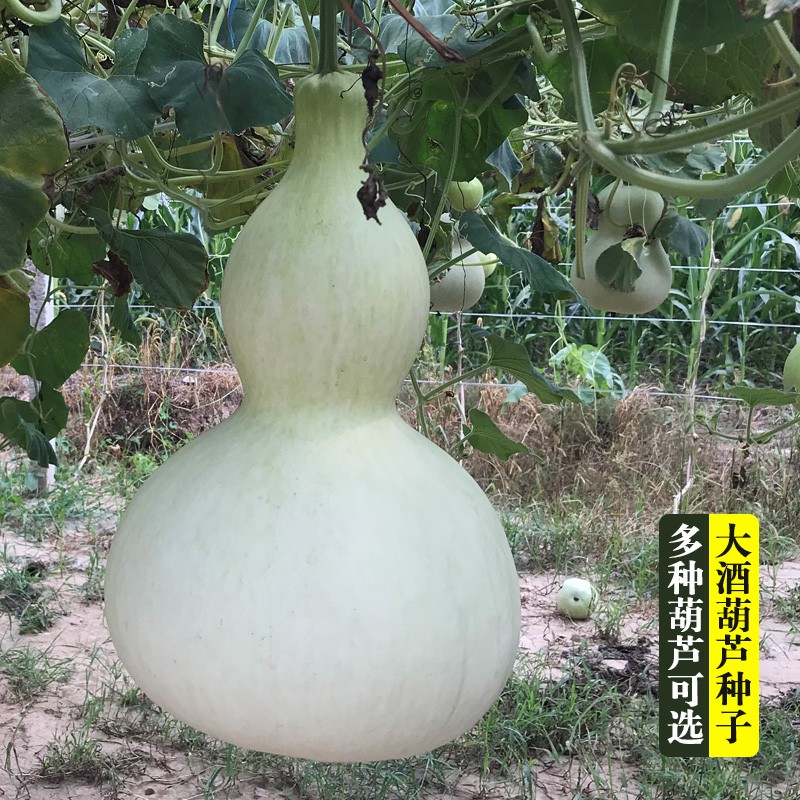 大型观赏葫芦种子巨型葫芦
