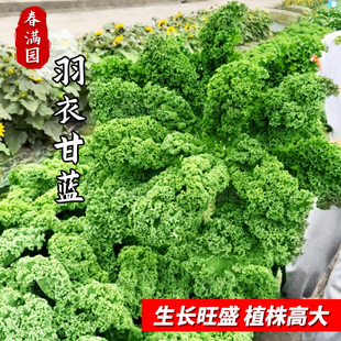 羽衣甘蓝种子羽叶甘蓝种籽孑可食用秋冬季紫色耐热四季盆栽蔬菜种